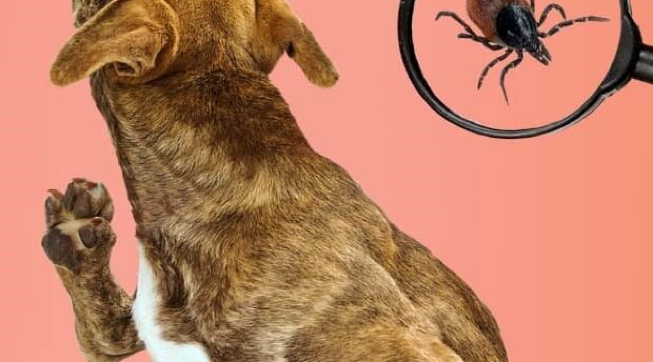Tudo o que precisas de saber para prevenir pulgas, carraças e piolhos nos pets e em nós!