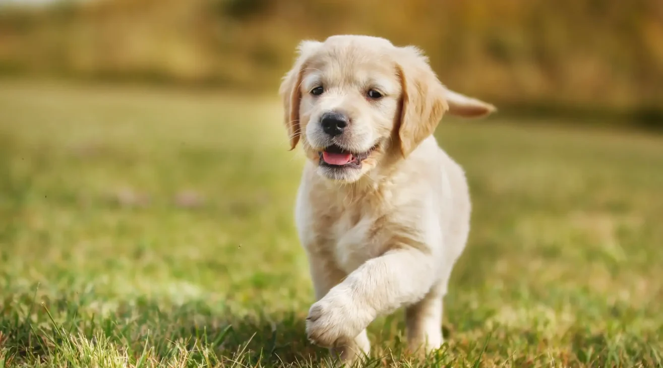 Quando é que o meu cão pode ir à rua?